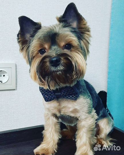 Йоркширский терьер Вязка