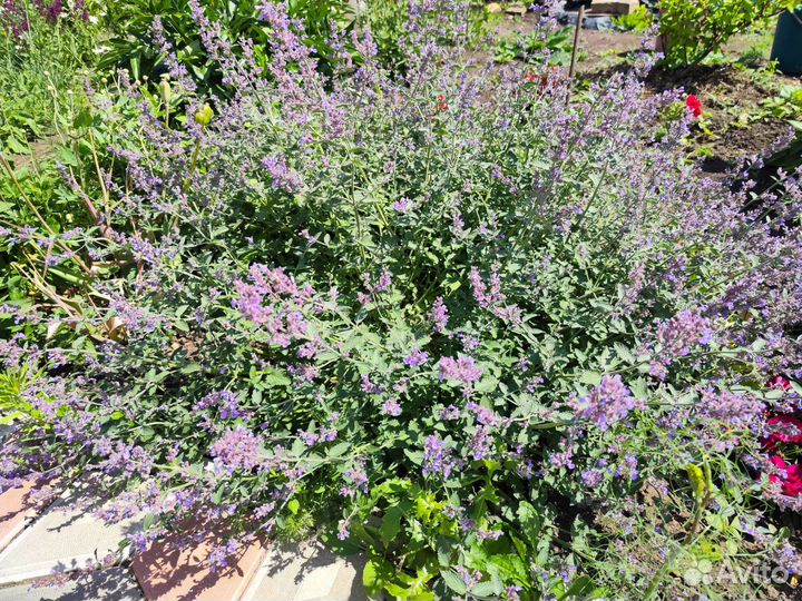 Котовник Blue Wonder