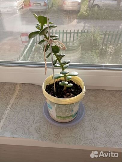 Денежное дерево. Рост 20-25 см