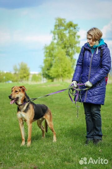 Пес Дастин очень хочет найти семью