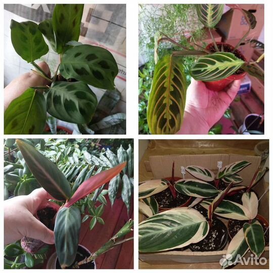 Комнатные цветы