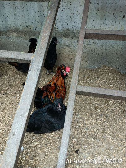 Куры русская хохлатая
