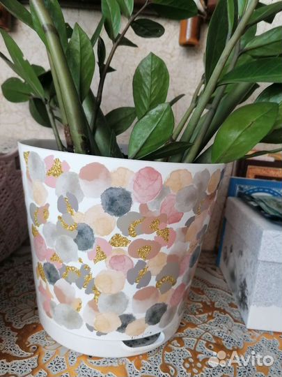 Замиокулькас