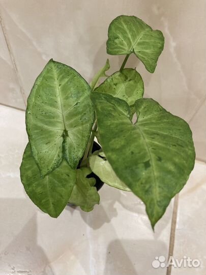 Сингониум три сорта