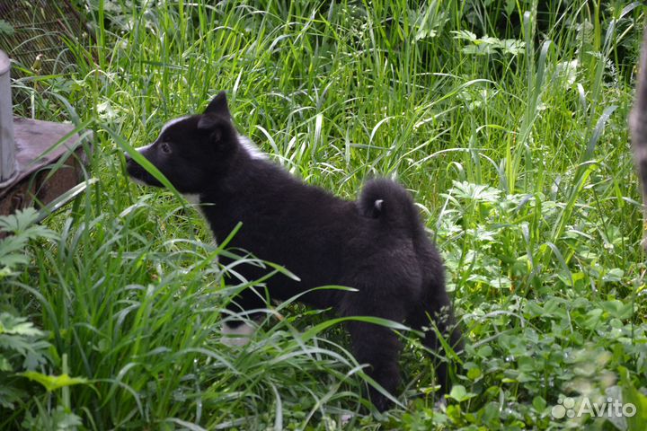 Чистопородные щенки русско-европейской лайки