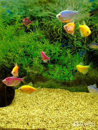 Тернеция glofish