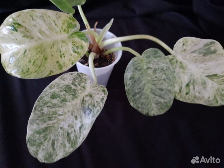 Цветочный релакс