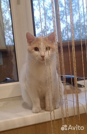 Кошка в дар