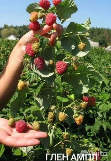 Малина Сказка, Таруса и Глен ампл