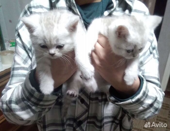 Кот на вязку