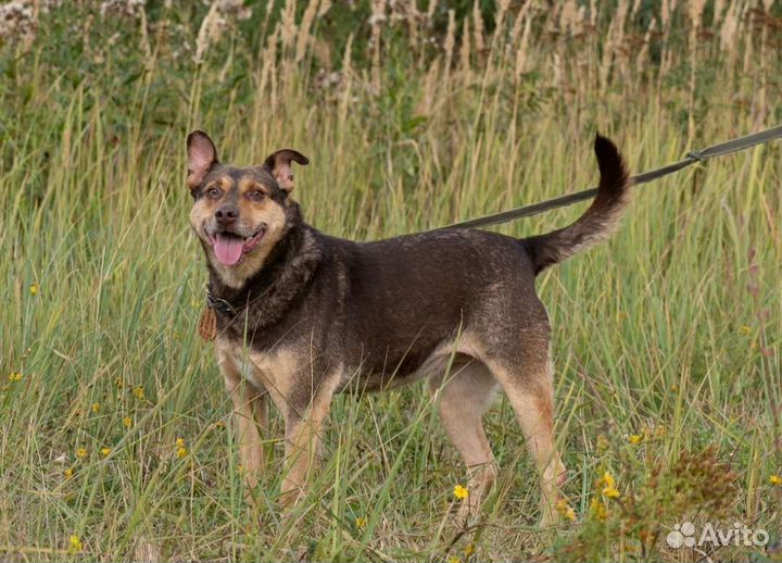 Собака в добрые руки