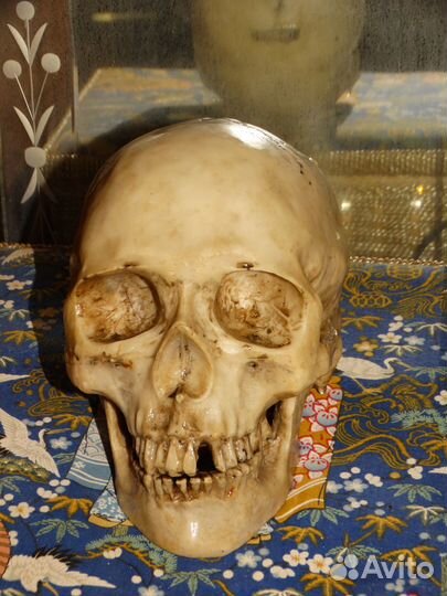 Череп копилка европа керамопластика в натуральную