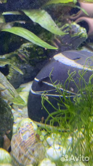 Мох яванский, для пресноводных аквасов, красивый