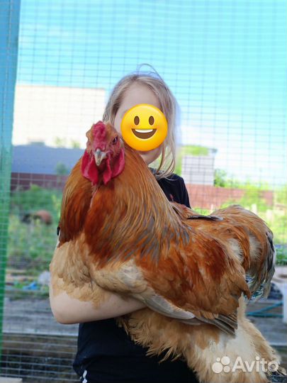 Петухи молодые Брама и помесные