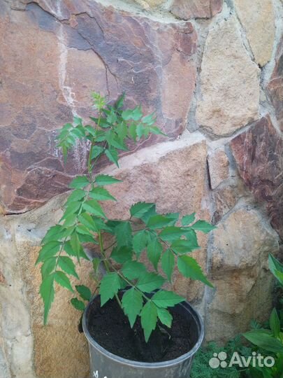 Кампис. Текома. Многолетняя, вьющиеся лиана