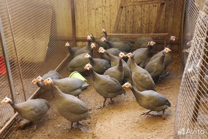 Цесарки молодые