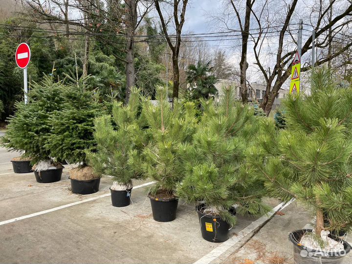 Голубая ель на посадку и в горшках