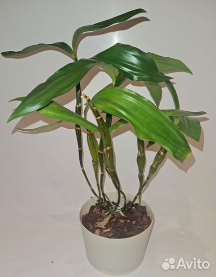 Орхидея дендробиум фармери