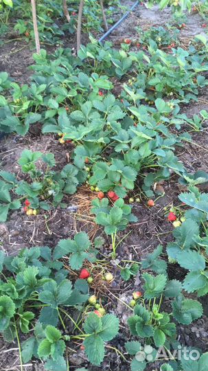 Рассада ремонтантной клубники из Голландии