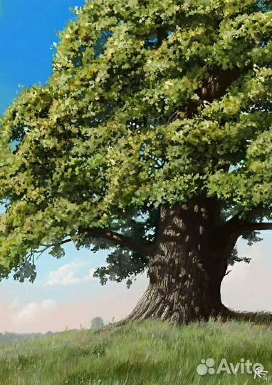 Дуб саженцы, сеянцы, черешчатый