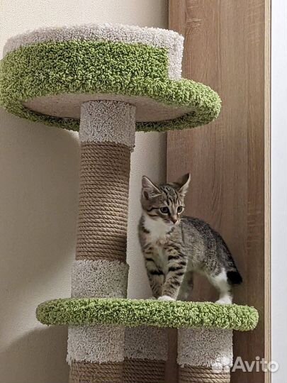 Крошка-кошечка в поисках своего человека