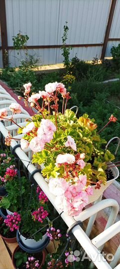 Герань пеларгония