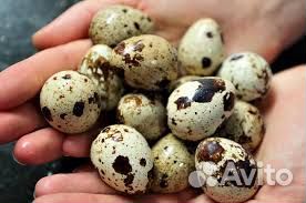 Перепела суточные