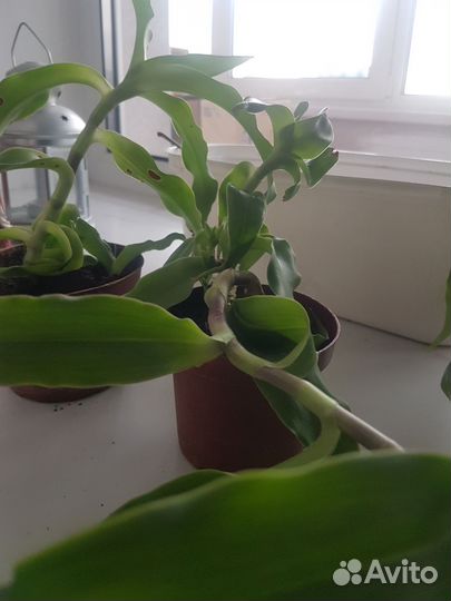 Растение золотой ус