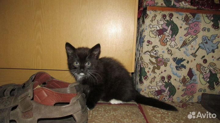 Молодая умная Кошечка от кошки цвет темный шоколад