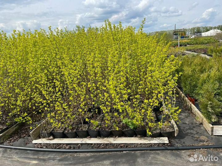 Пузыреплодник Luteus/С3