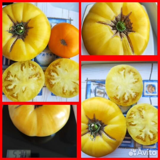 Семена коллекционных томатов
