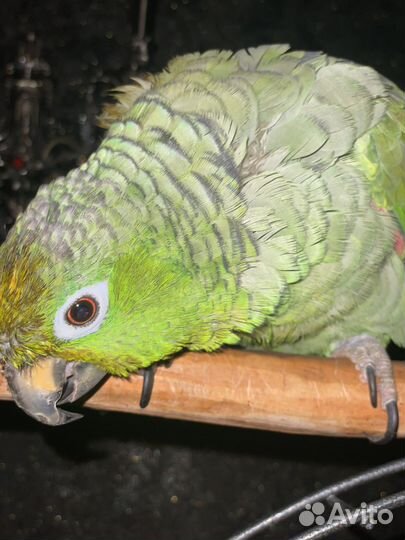 Венесуэльский Amazon