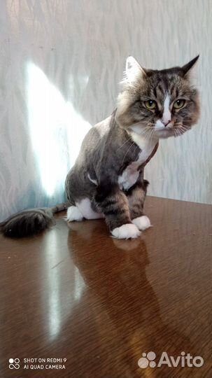 Груминг, стрижка собак, кошек. С выездом