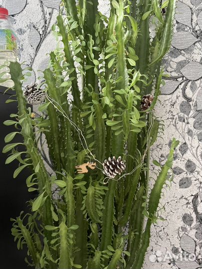 Кактус молочай