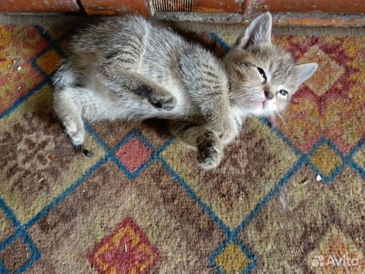 Котята отдам в добрые руки бесплатно