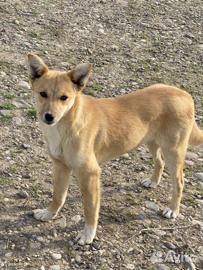 Щенки в добрые руки даром