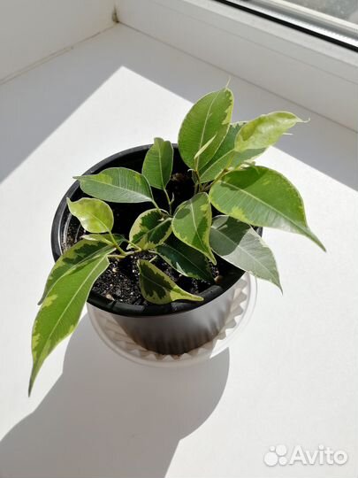Фикус Бенджамина Грин Кинки