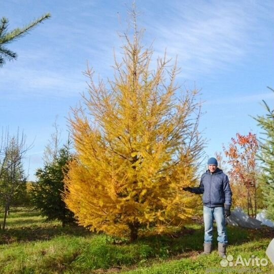 Лиственница европейская Высота от 300см