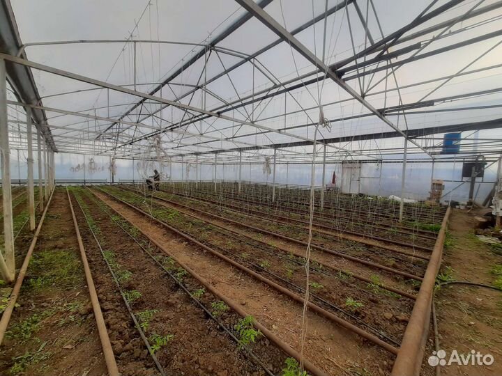 Теплица металлическая