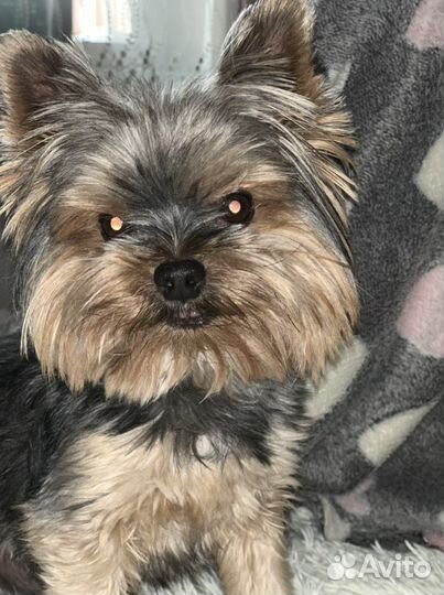 Собаки вязка