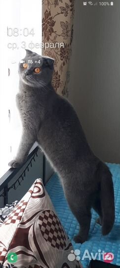 Кошка