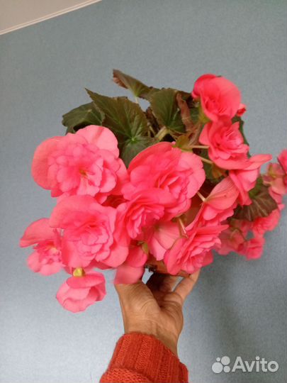 Бегония элатиор