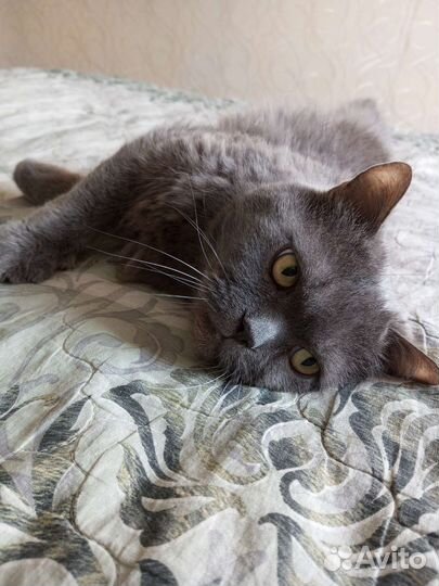 Кот Британец