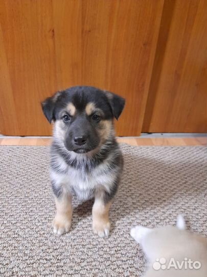 Щенки хаски