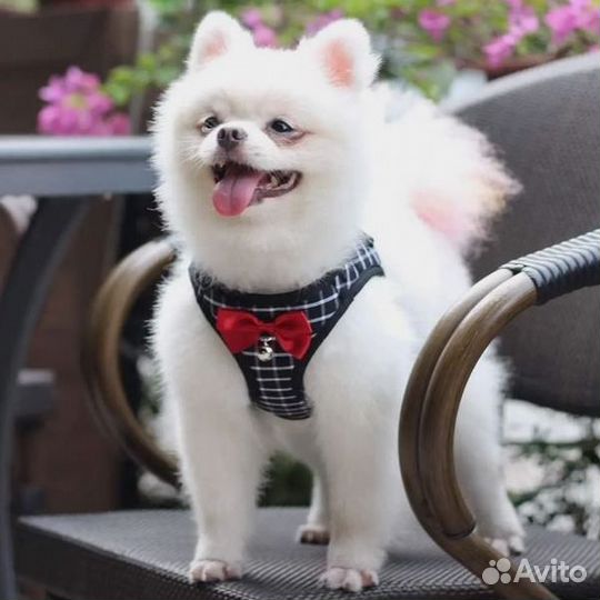 Шлейка-жилет с бантиком и поводок для собак/кошек