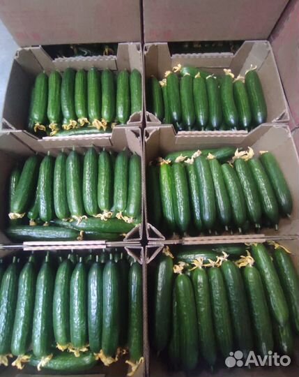Огурцы 
