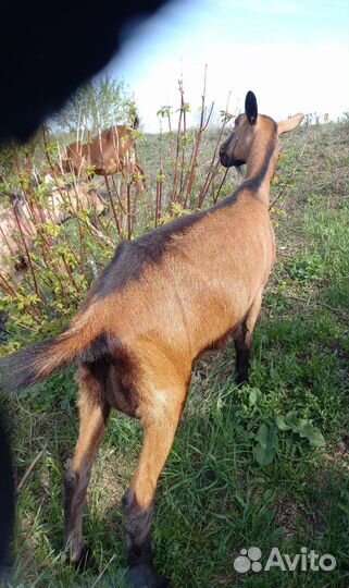 Дойные козы