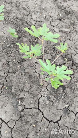 Инжир, саженцы