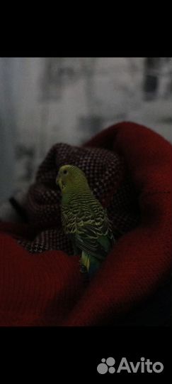 Волнистый попугай мальчик