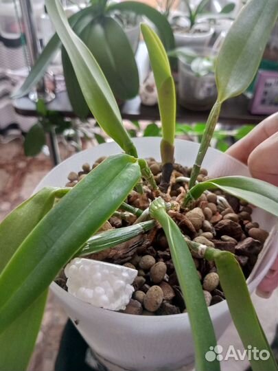 Орхидеи(разные)